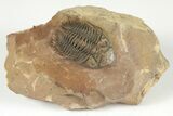 Metacanthina Trilobite - Lghaft, Morocco #204222-2